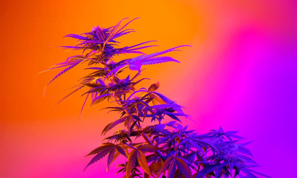 Scynce Led Light UV Cannabis Relation