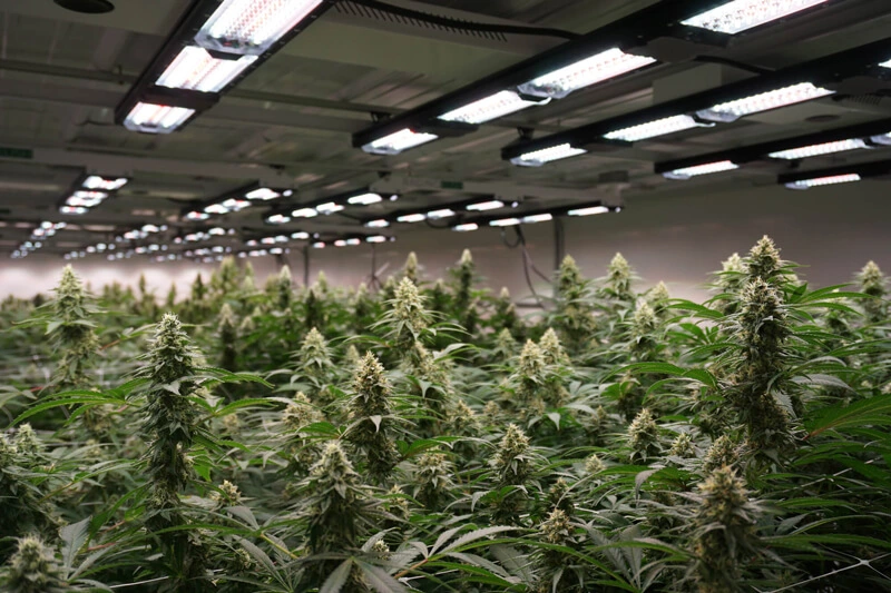 Weighing marijuana buds on a scale. Fresh cannabis harvest stock photo