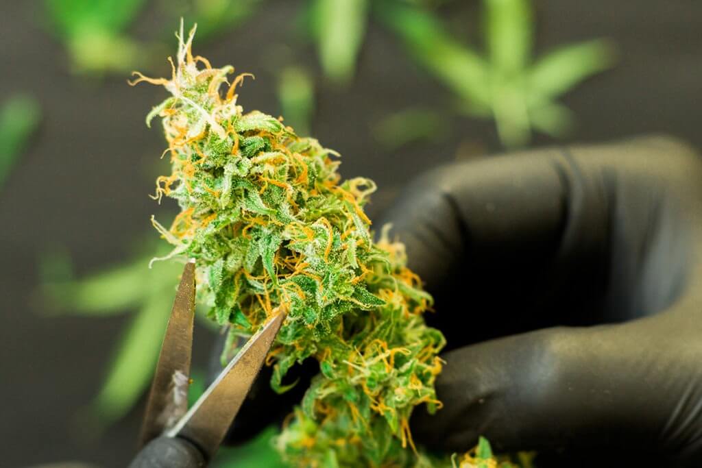 Man cutting fresh cannabis ScynceLed