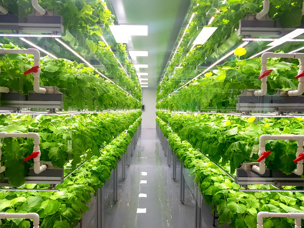 Maximizing Crop Production: Vertical Hydroponic Gardening Systems