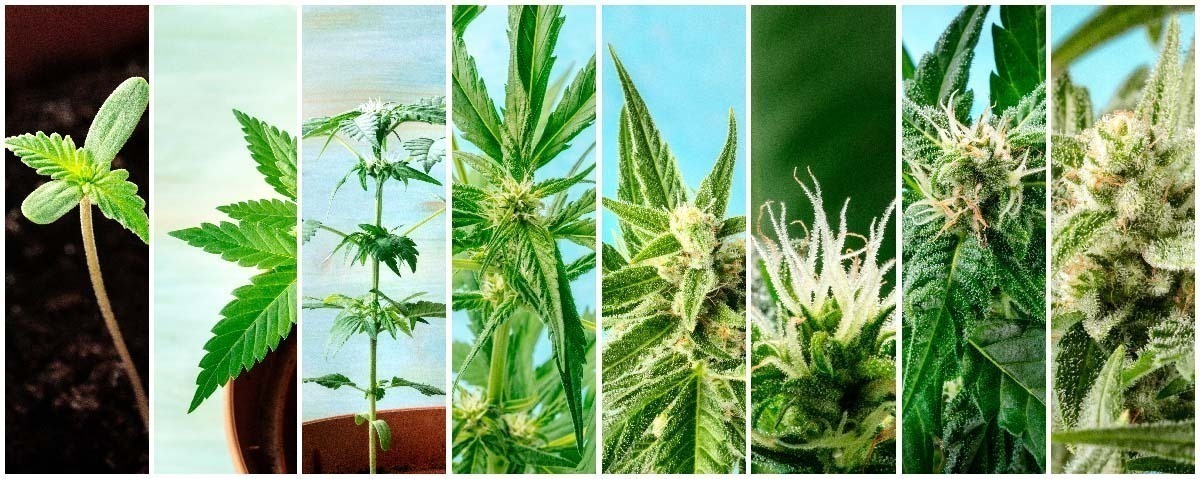 Beginner's Guide to Growing Weed: Everything You Need to Know