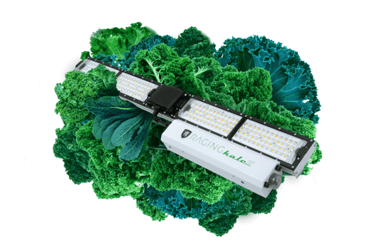 Raging Kale Scynce LED