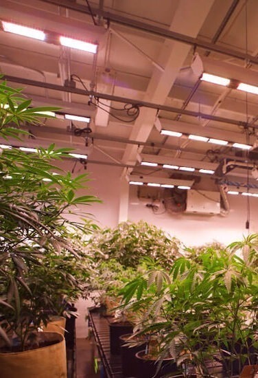 Apothecare Scynce LED Cannabis Grow