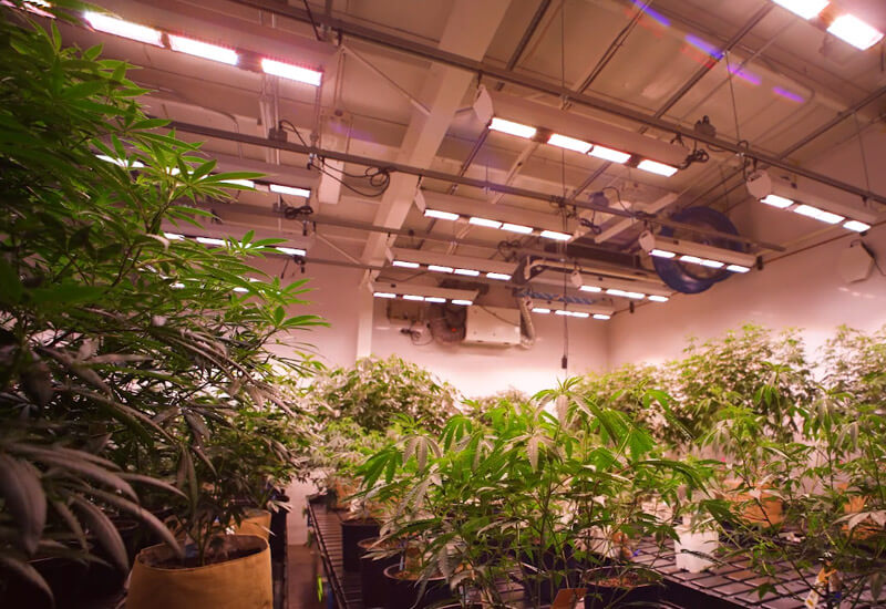 Apothecare Scynce LED Cannabis Grow